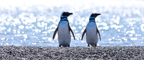 Pingüino de Magallanes (Spheniscus magellanicus), Puerto Deseado, Patagonia, Argentina © JUAN CARLOS MUNOZ