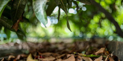 Beautiful autumn landscape falling House Roof Top with bokeh effect sunlight background.