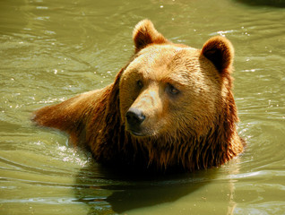 brown bear