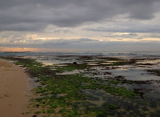 An ocean full of weeds in Sri Lanka