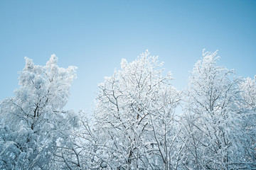 Beautiful winter landscape, forest trees, pines and firs covered with snow against the sky