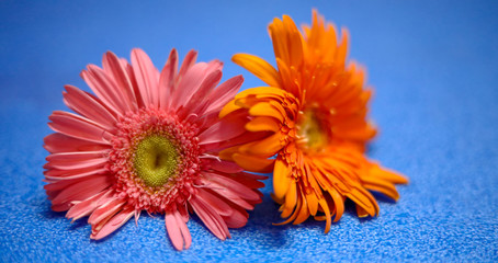 flowers on light blue background. Empty Place For A Text Top View