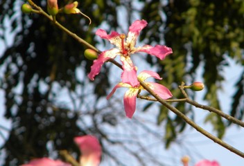 branch of a tree
