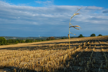 Maisfeld im Herbst