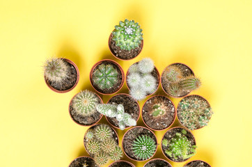 Set of little cacti on a yellow background. Top view.