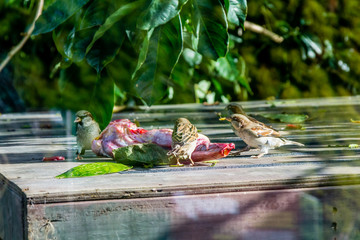 Common house soparrows gather around a feeder. auckland Zoo, auckland, New Zealand