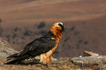 Endangered Bird of prey, Lammergeier, Bearded Vulture, in the Drakensberg, Giants Castle, Kwazulu Natal, South Africa