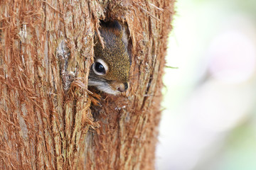 Red Squirrel peaking out of its nest