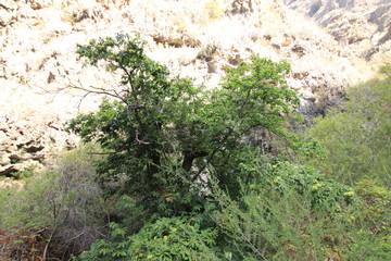 Fototapeta premium Barranco infierno Tenerife