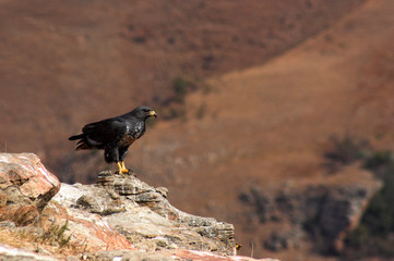 Jackal Buzzard, Giants Castle, Drakensberg, Kwazulu Natal, South Africa