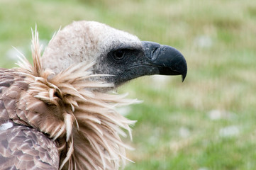 Cape Vulture, Giants castle, Drakensberg, Kwazulu Natal, South Africa