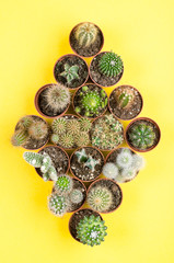 Set of little cacti on a yellow background. Top view.
