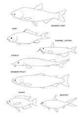 Farmed fish. Line black illustration collection.