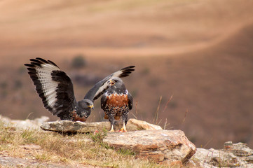 Jackal Buzzard, Giants Castle, Drakensberg, Kwazulu Natal, South Africa