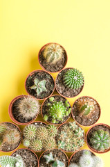 Set of little cacti on a yellow background. Top view.