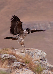Endangered Bird of prey, Lammergeier, Bearded Vulture, in the Drakensberg, Giants Castle, Kwazulu Natal, South Africa