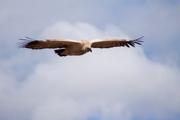 Cape Vulture, Giants castle, Drakensberg, Kwazulu Natal, South Africa