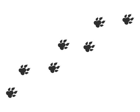 Paw vector foot trail print of cat. Paw dog, puppy, cat vector print, animal, isolated on white background
