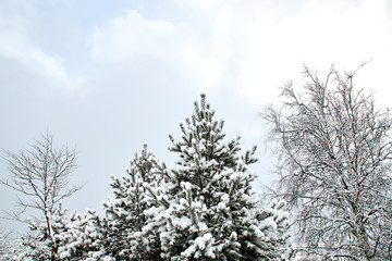 The image of a spruce tree. Frosty, snowy day. Winter scene. Wilderness. Fabulous beauty of the earth.
