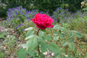 Red rose in botanical garden