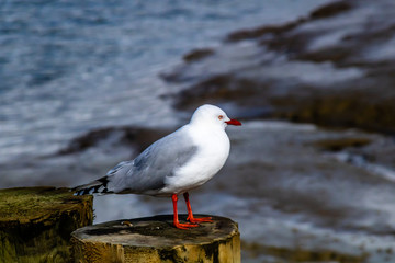 Red billed gull takes a tour of his beach. Stanmore Bay, Auckland, New Zealand