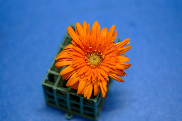 flowers on light blue background. Empty Place For A Text Top View
