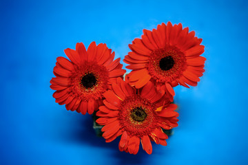 three dark red Gerber heads on the blue background