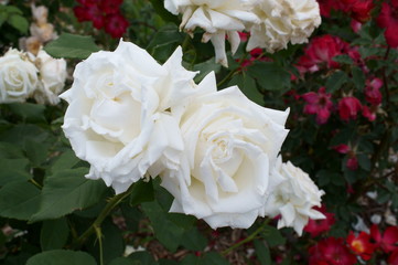 White roses in botanical garden