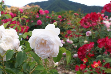 White roses in botanical garden