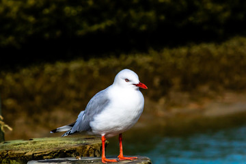Red billed gull takes a tour of his beach. Stanmore Bay, Auckland, New Zealand