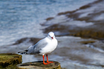 Red billed gull takes a tour of his beach. Stanmore Bay, Auckland, New Zealand