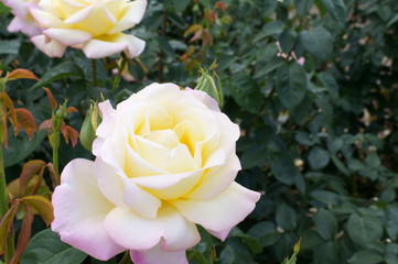 White roses in botanical garden