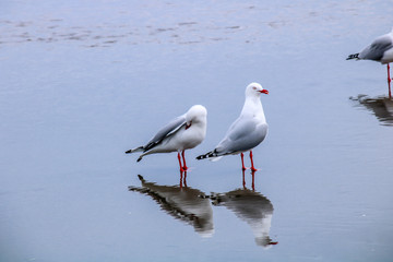 Red billed gull takes a tour of his beach. Stanmore Bay, Auckland, New Zealand