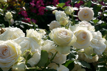 White roses in botanical garden
