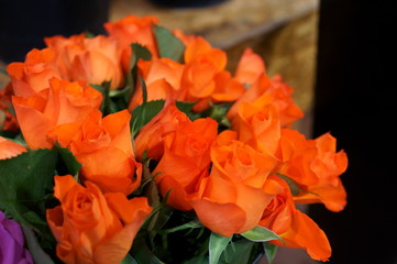 Orange rose in botanical garden