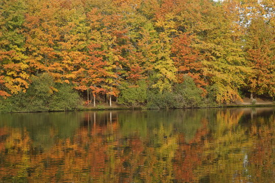 Une for&ecirc;t en couleur