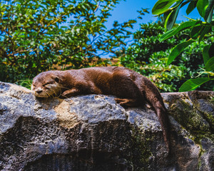 otter in the forest