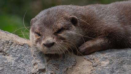 european otter