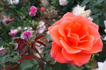 Orange rose in botanical garden