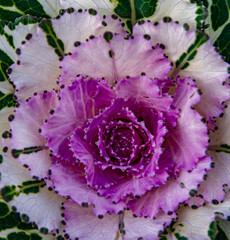 Obraz premium Cabbage Rose