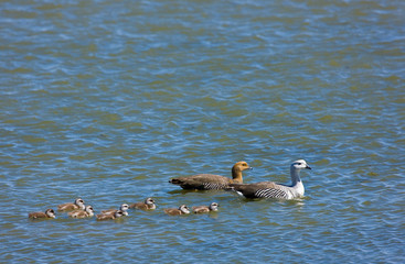 Cauquen comun (Chloephaga picta), Patagonia, Argentina. Andean Goose
