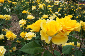 Fototapeta premium Yellow rose in botanical garden