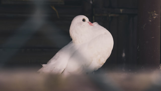 Pegeon