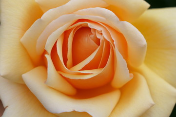 Orange rose in botanical garden
