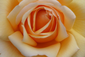 Orange rose in botanical garden