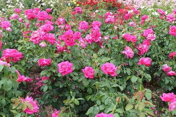 Yellow rose in botanical garden