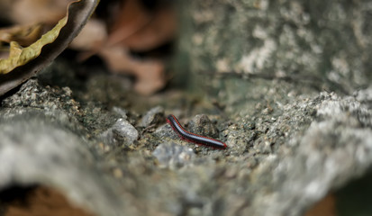 Millipedes are crawling on the roof of the house