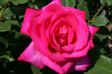 Yellow rose in botanical garden