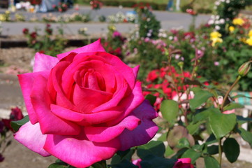 Yellow rose in botanical garden