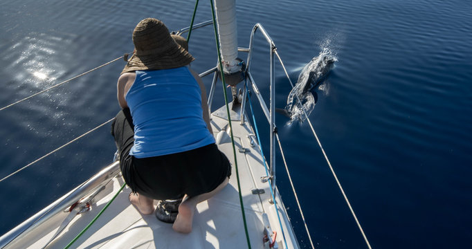 Delf&iacute;n  en Velero